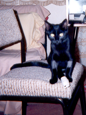 cat